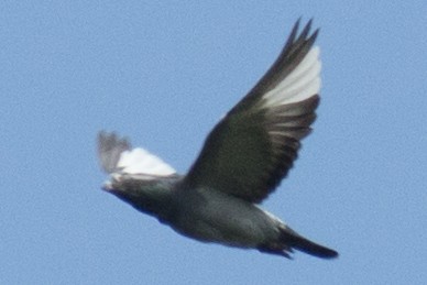 Rock Pigeon (Feral Pigeon) - ML34125511