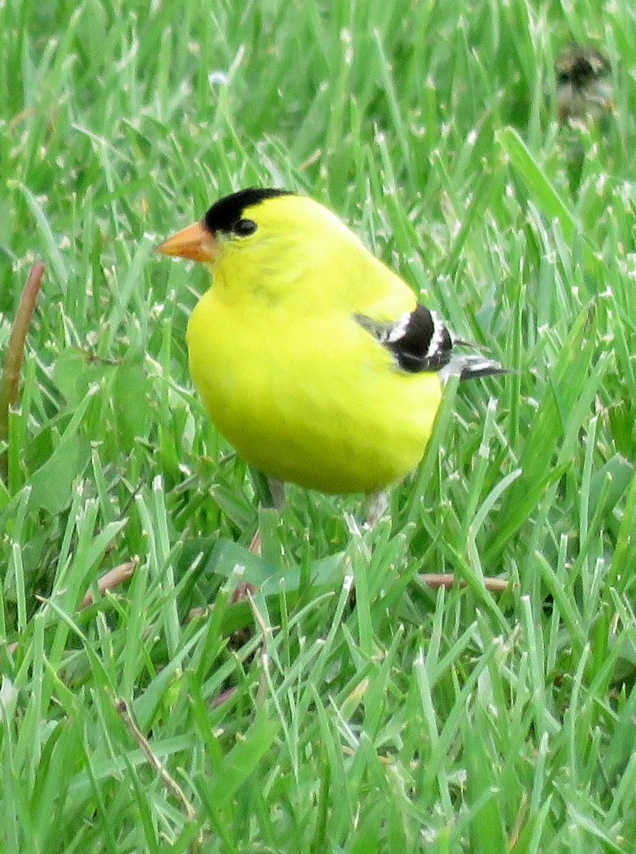 American Goldfinch - Patrick O'Driscoll