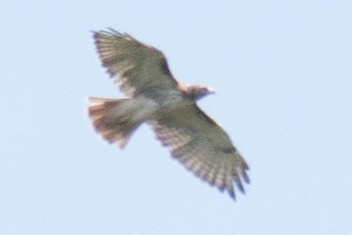 Red-tailed Hawk - ML34125631