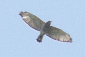 Broad-winged Hawk - ML34125681