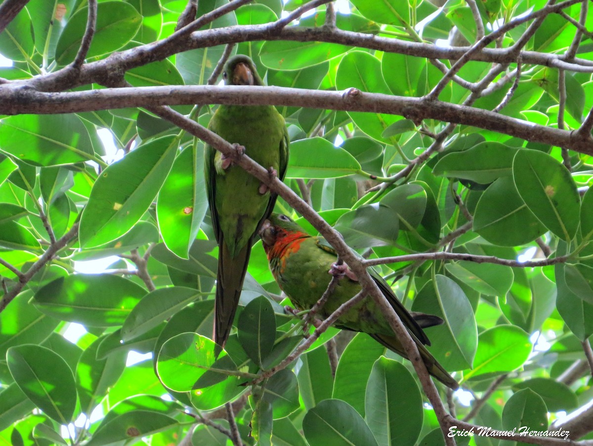 Green Parakeet (Red-throated) - Erick Hernandez