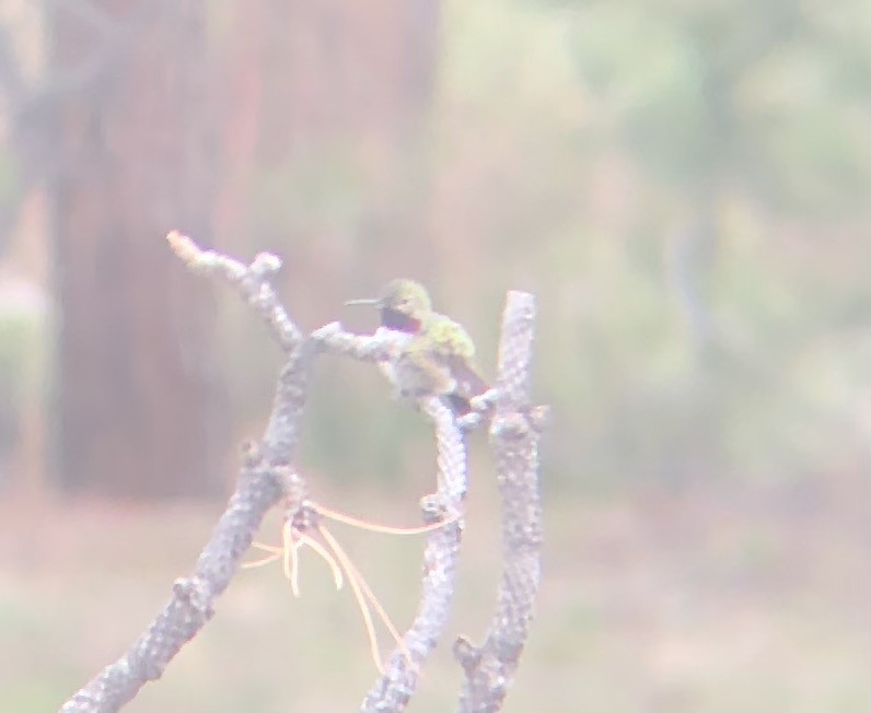 Broad-tailed Hummingbird - ML341257401