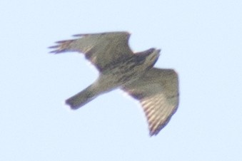 Broad-winged Hawk - ML34125781
