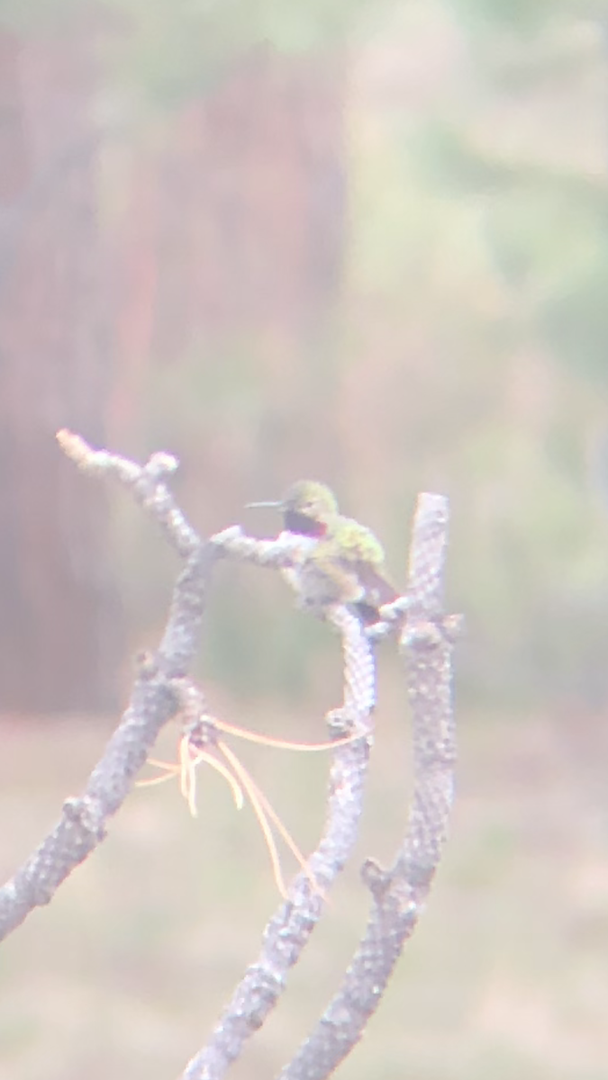 Broad-tailed Hummingbird - ML341260071