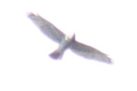 Broad-winged Hawk - ML34126011