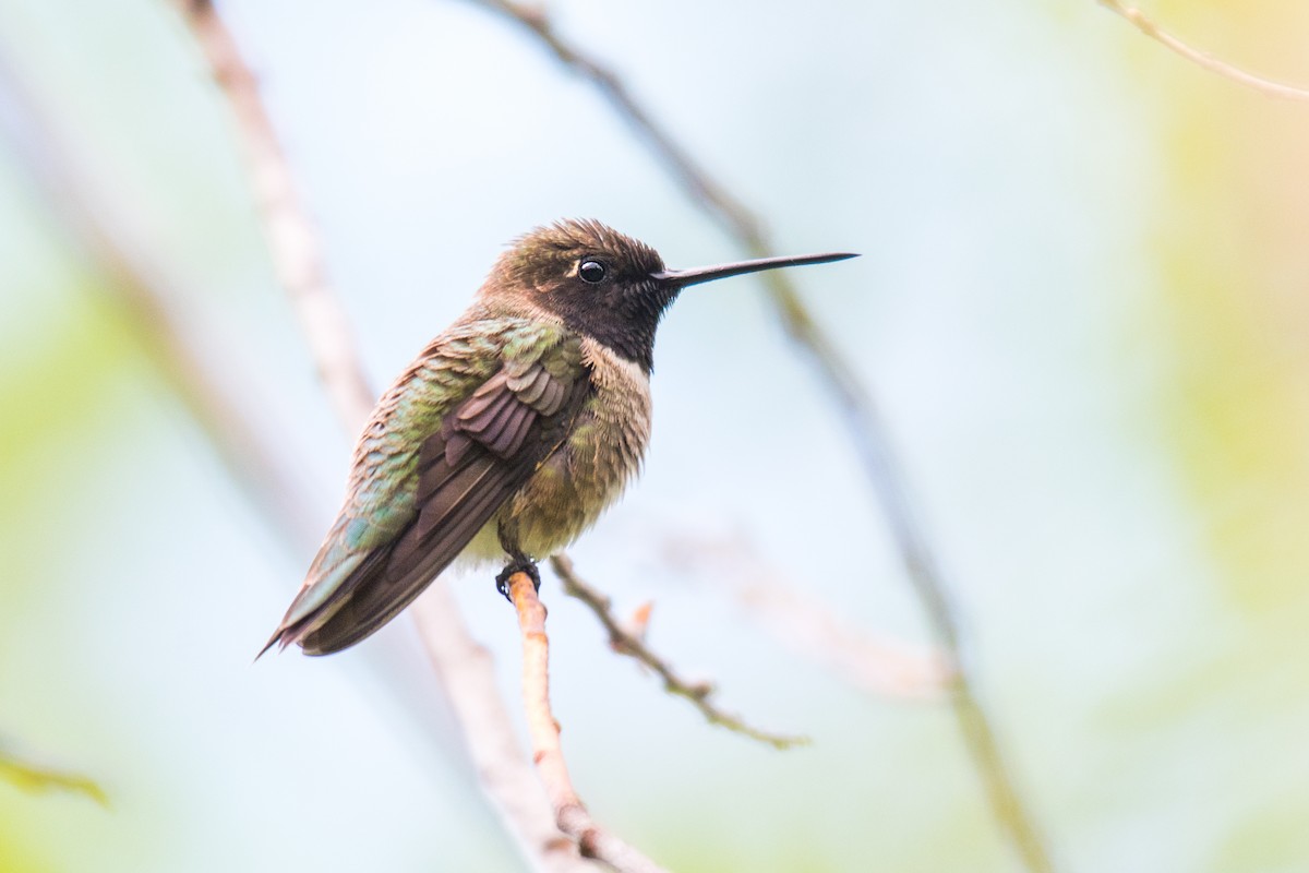 Black-chinned Hummingbird - ML341261401