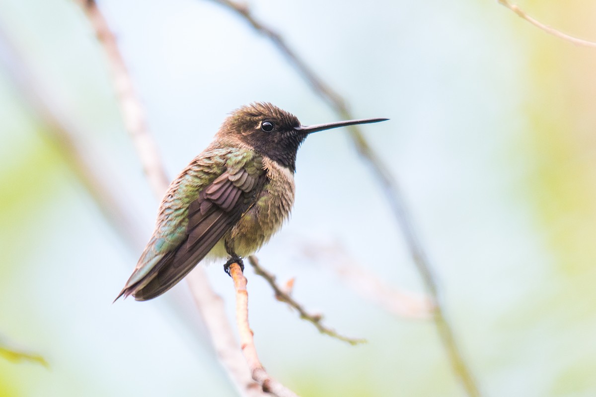 Black-chinned Hummingbird - Ian Hearn