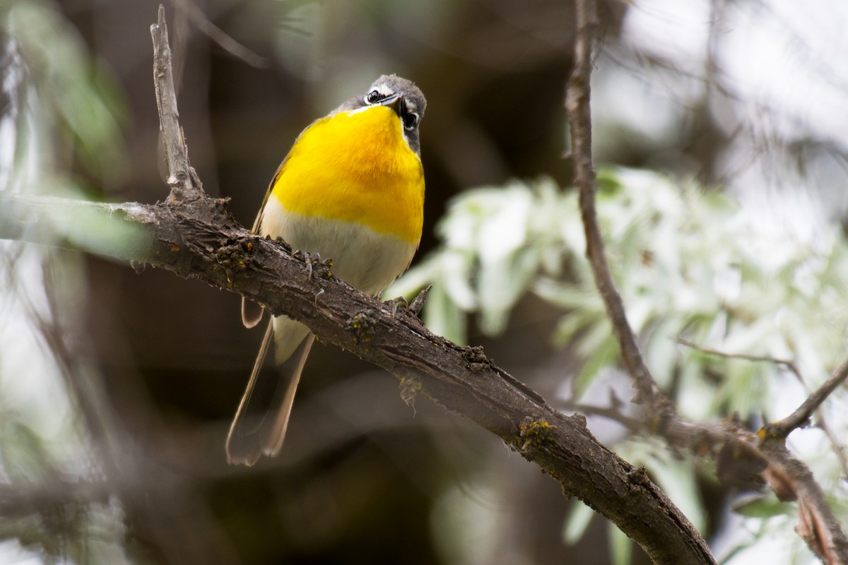 Yellow-breasted Chat - Ian Hearn