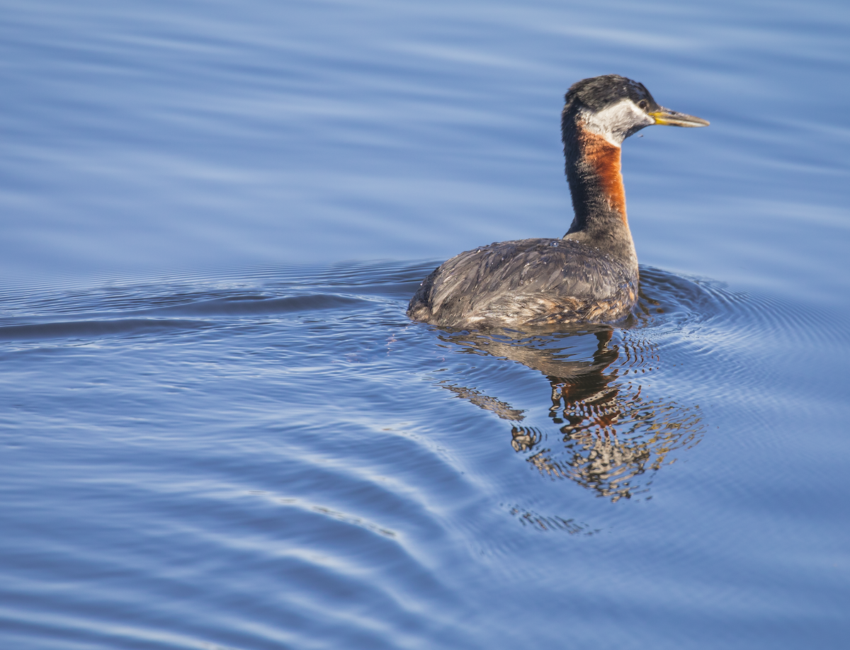 Red-necked Grebe - ML341262241