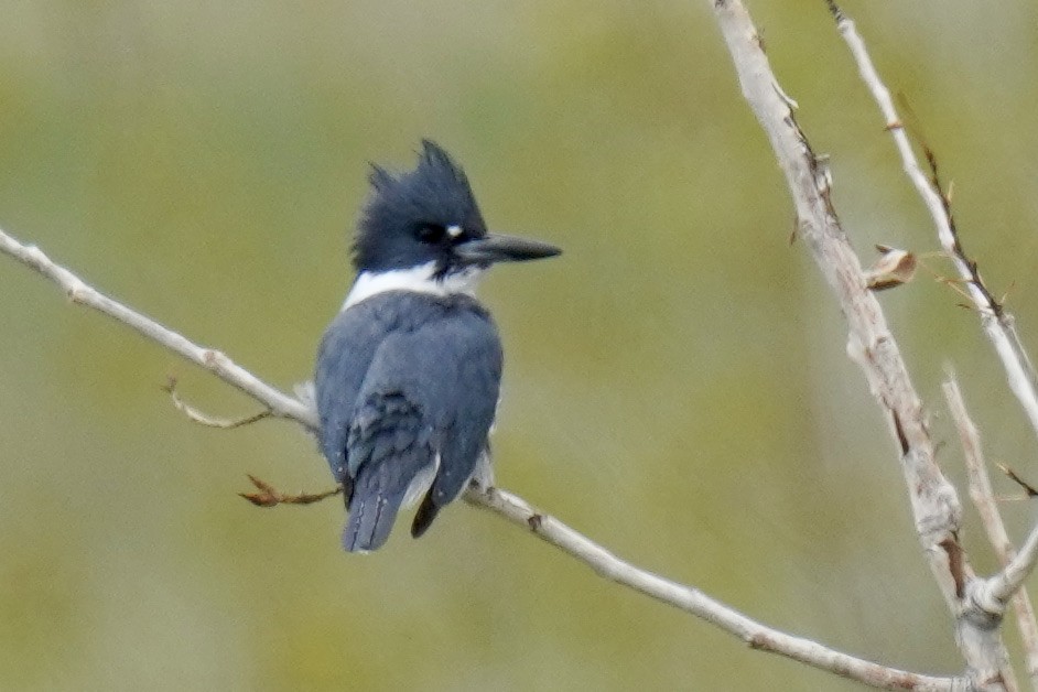 Belted Kingfisher - ML341262341