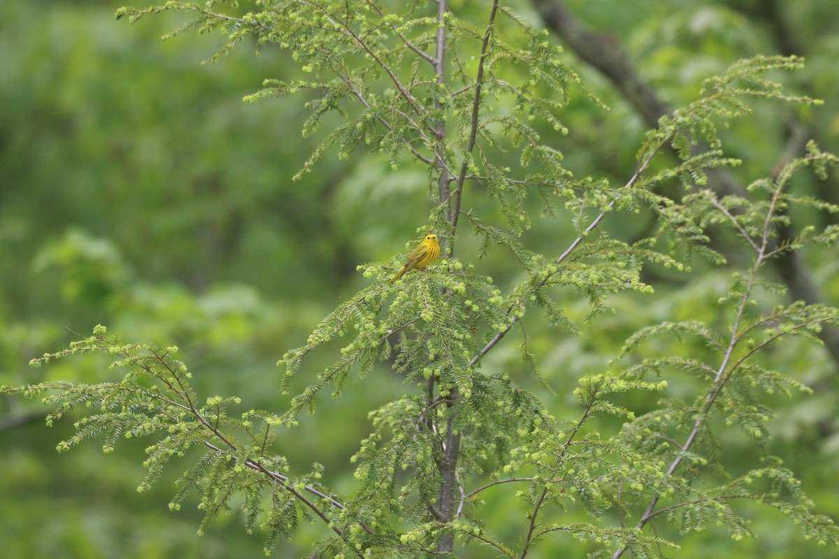 Yellow Warbler (Northern) - ML341268291