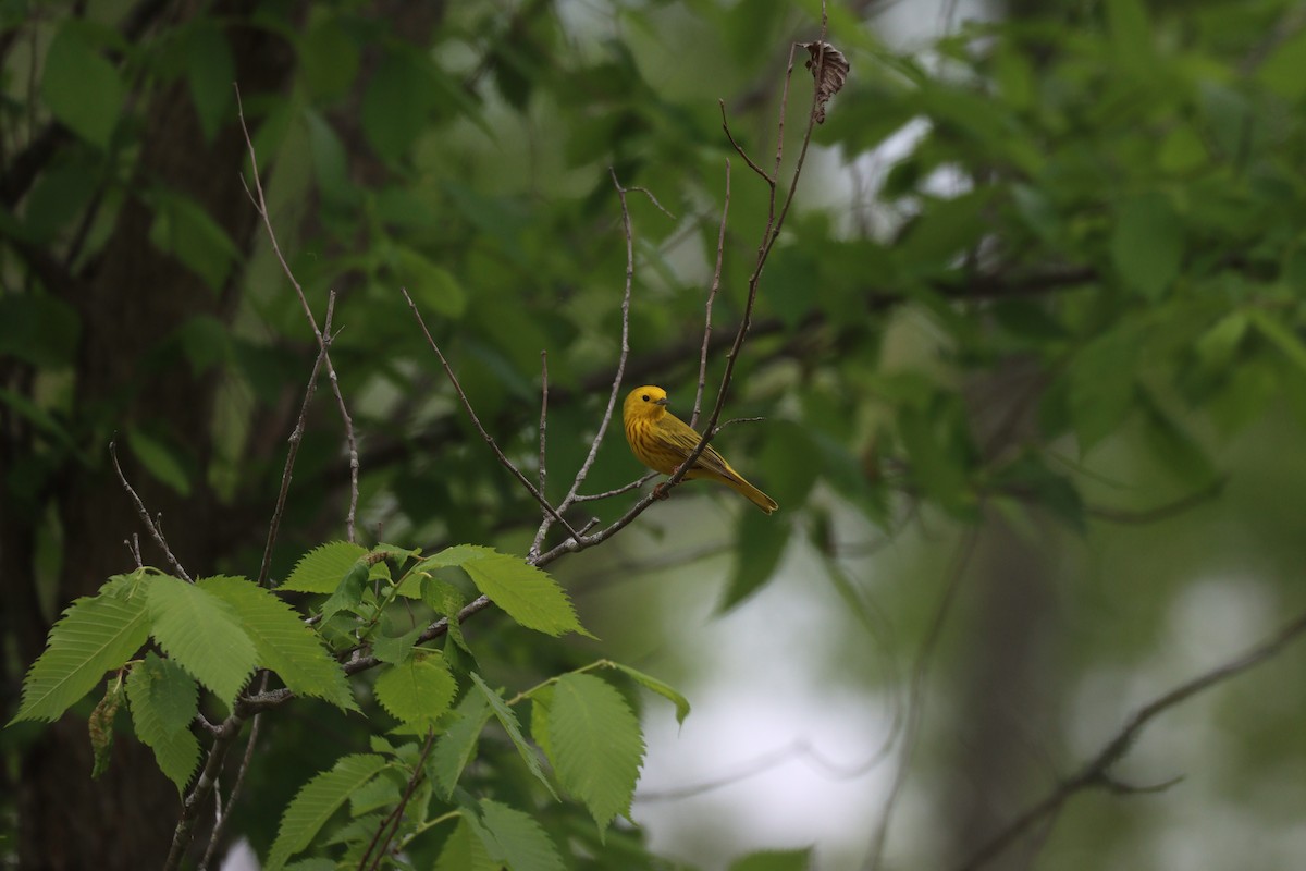 Yellow Warbler (Northern) - ML341268471