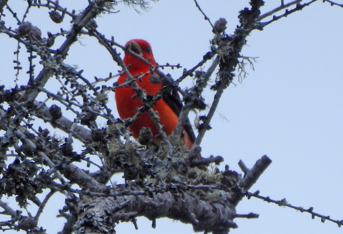 Scarlet Tanager - ML341274081