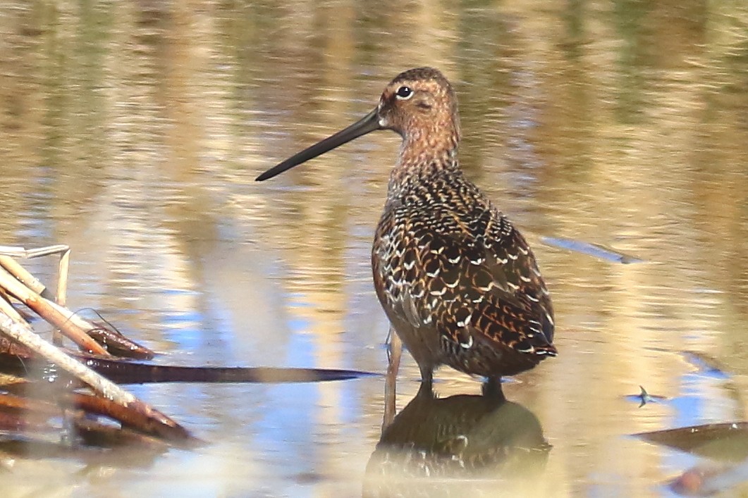 Long-billed Dowitcher - ML341275351