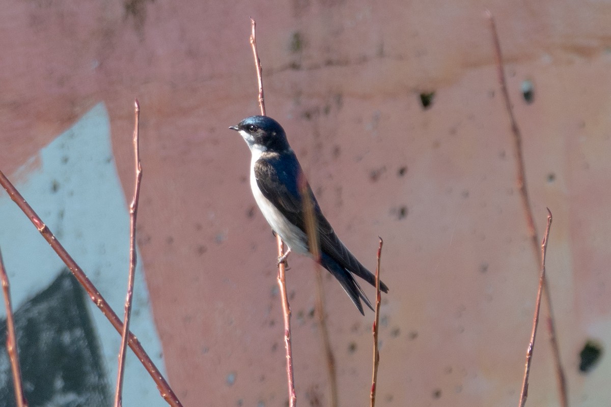 Blue-and-white Swallow - Hoiman Low