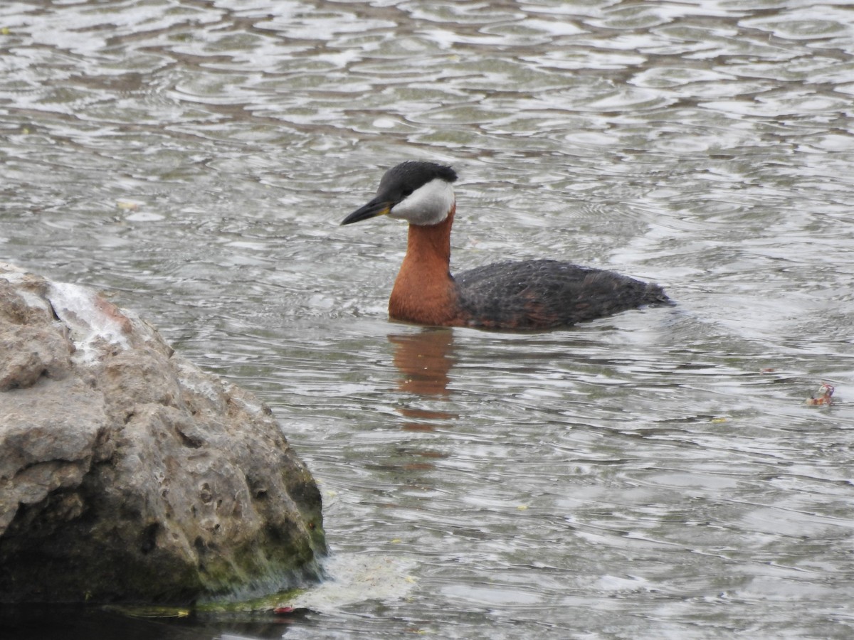 Red-necked Grebe - ML341279471