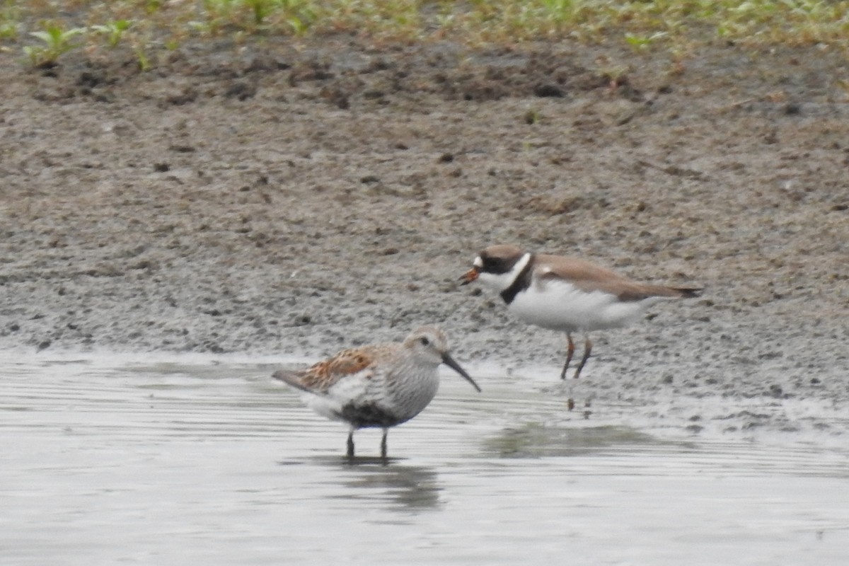 Semipalmated Plover - ML341284241