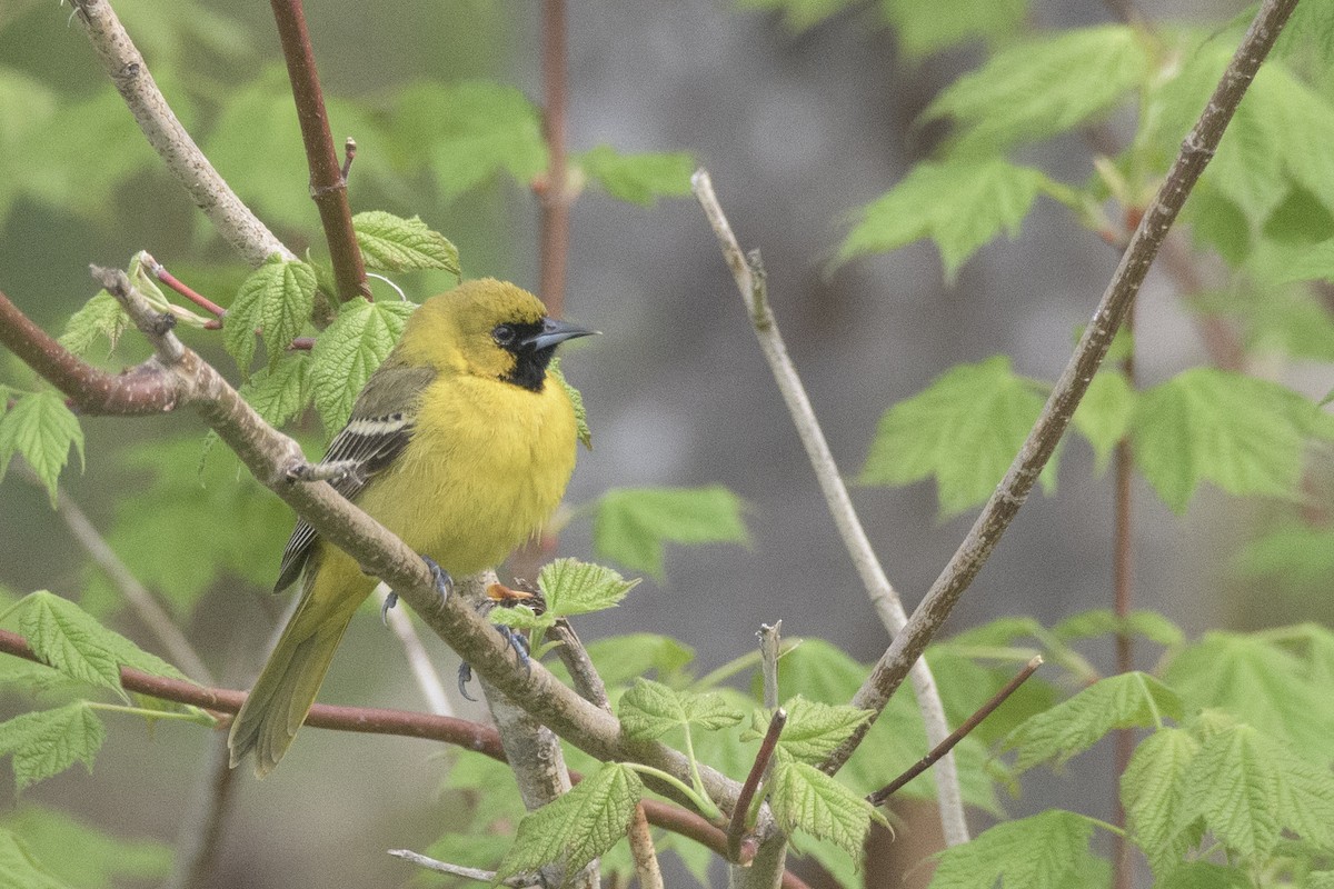 Orchard Oriole - ML341292401