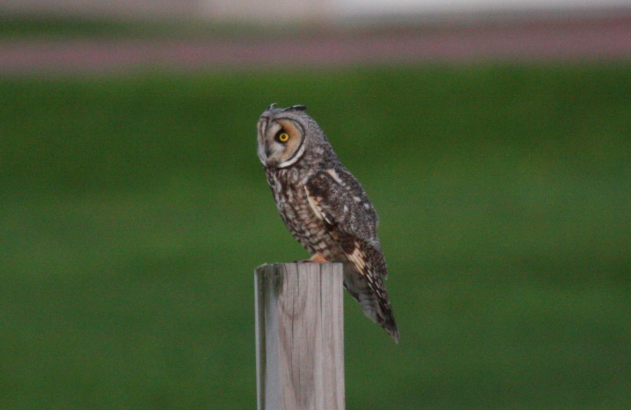 Long-eared Owl ML34129831