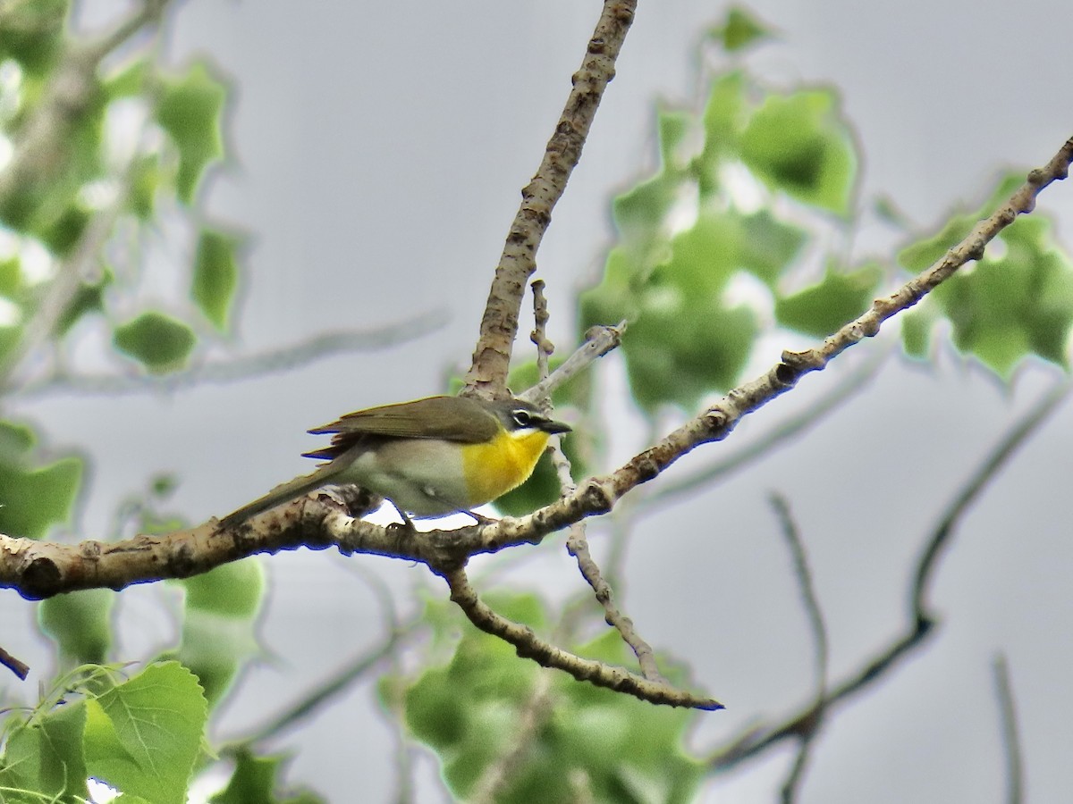 Yellow-breasted Chat - ML341298851
