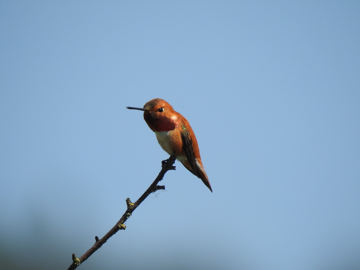 Rufous Hummingbird - Cameron  Montgomery