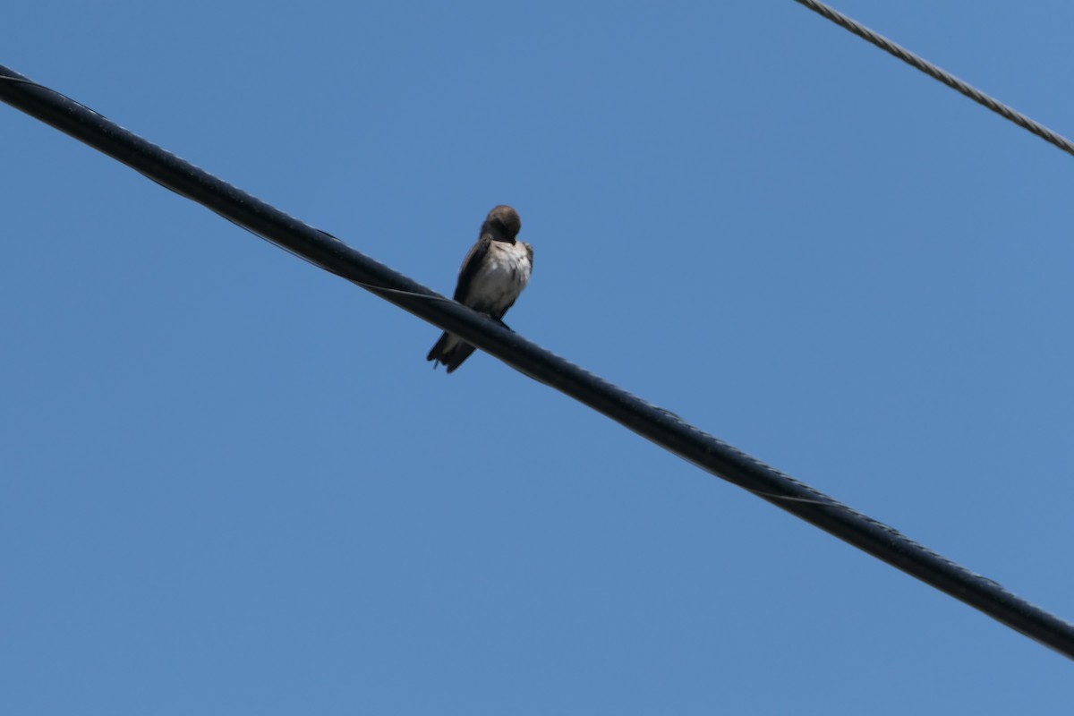 Northern Rough-winged Swallow - Nancy Houlihan