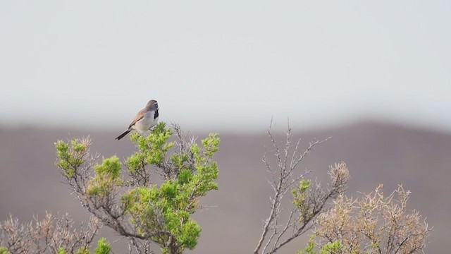 Black-throated Sparrow - ML341304251