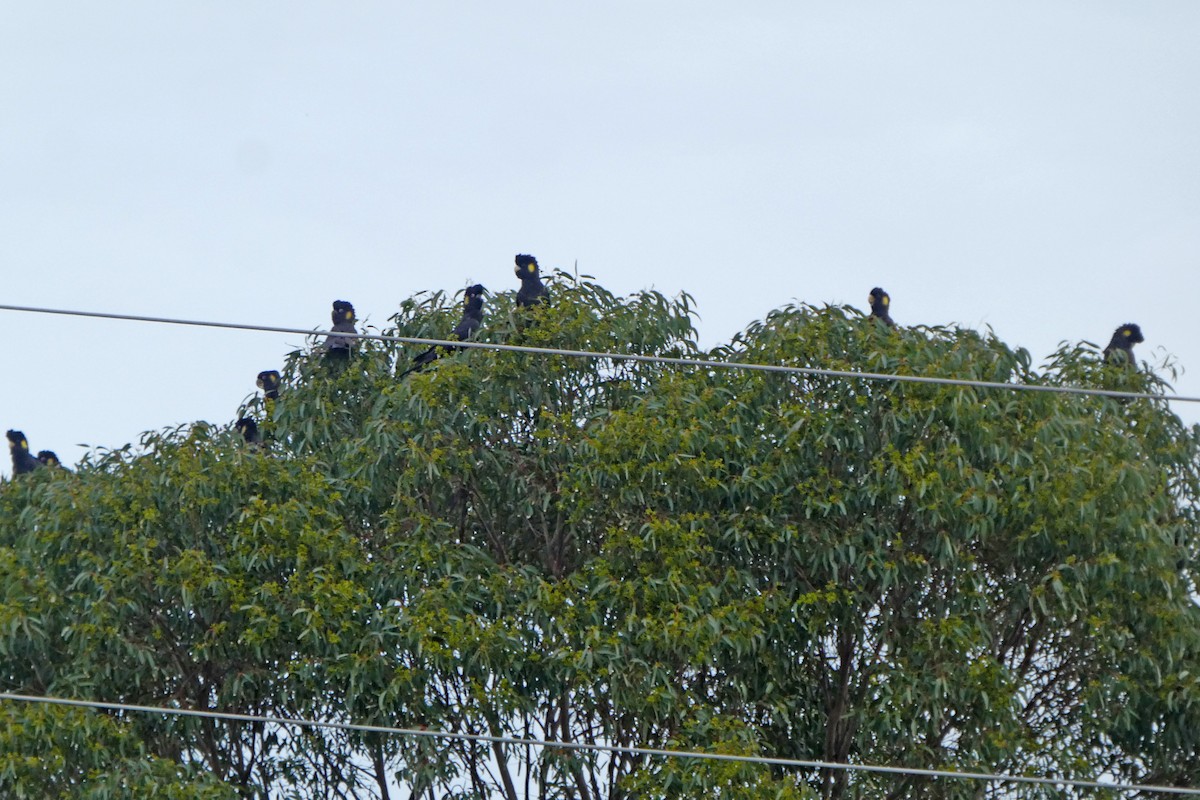 Yellow-tailed Black-Cockatoo - ML341304391