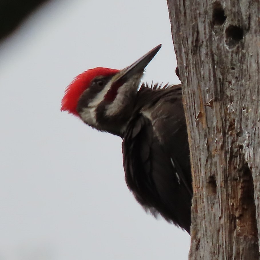 Pileated Woodpecker - ML341306651