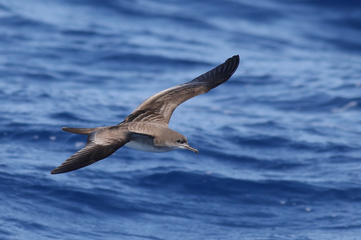 Wedge-tailed Shearwater - Kate Sutherland