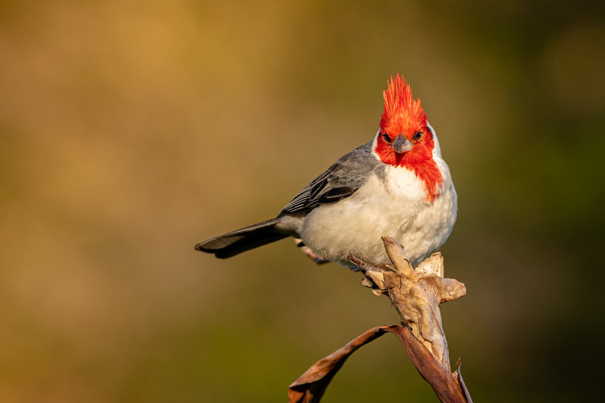 Red-crested Cardinal - ML341309041
