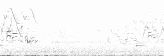 Pirinç Karatavuğu - ML341313121