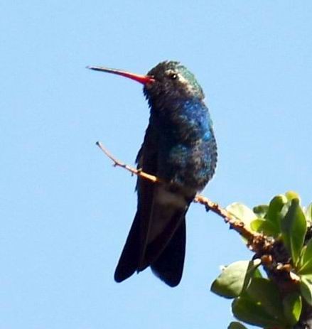 Broad-billed Hummingbird - ML341313351