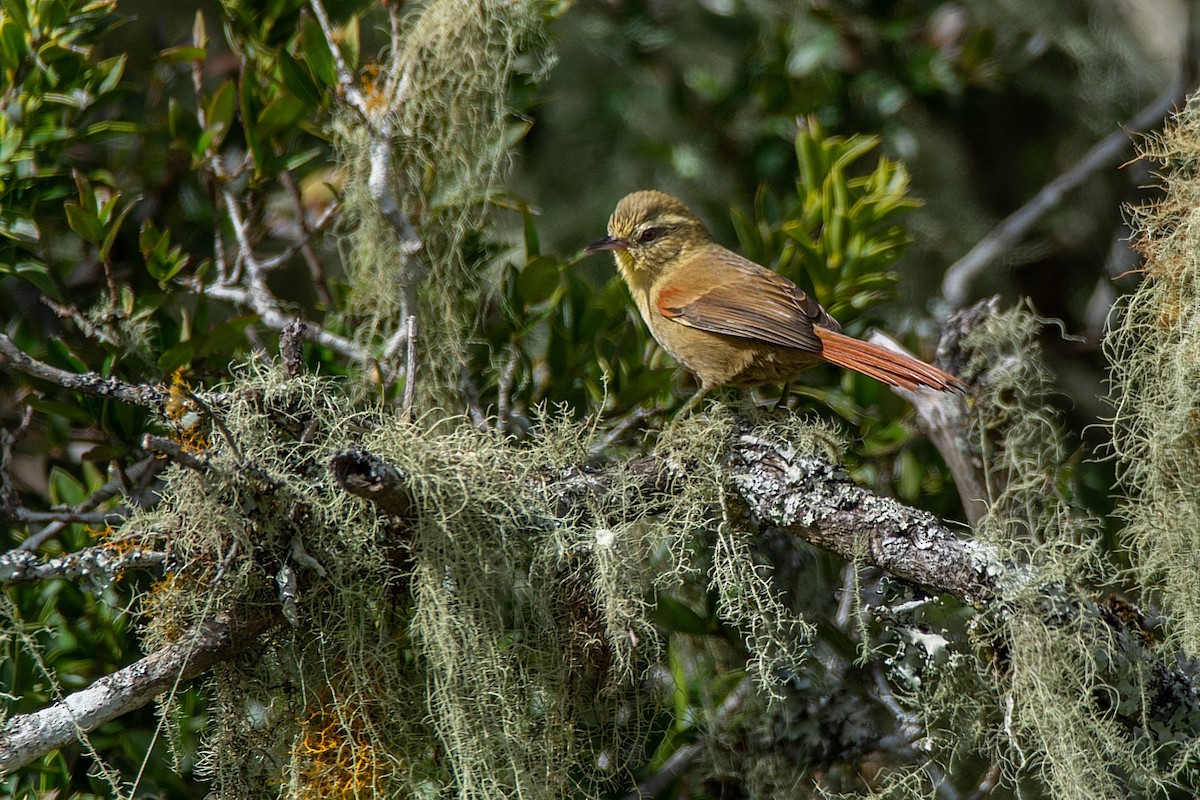 Olive Spinetail - ML341322741