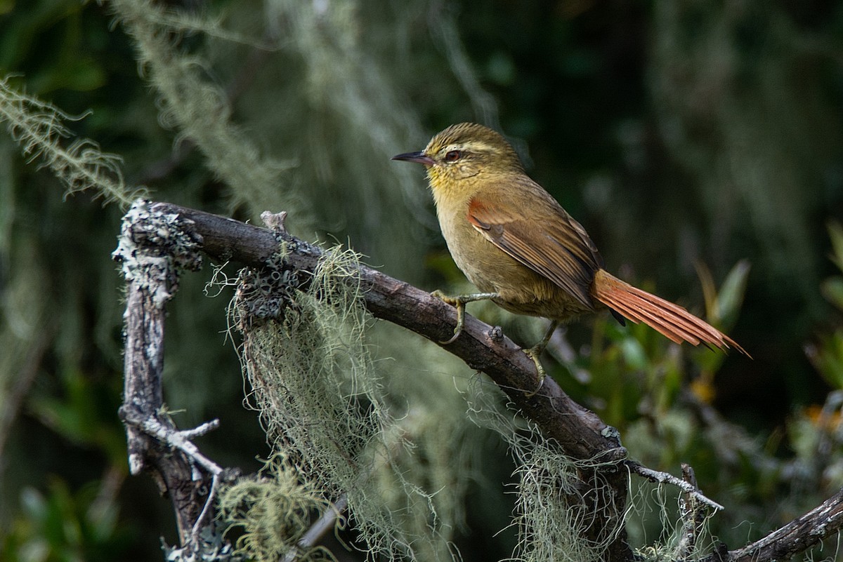 Olive Spinetail - ML341322751