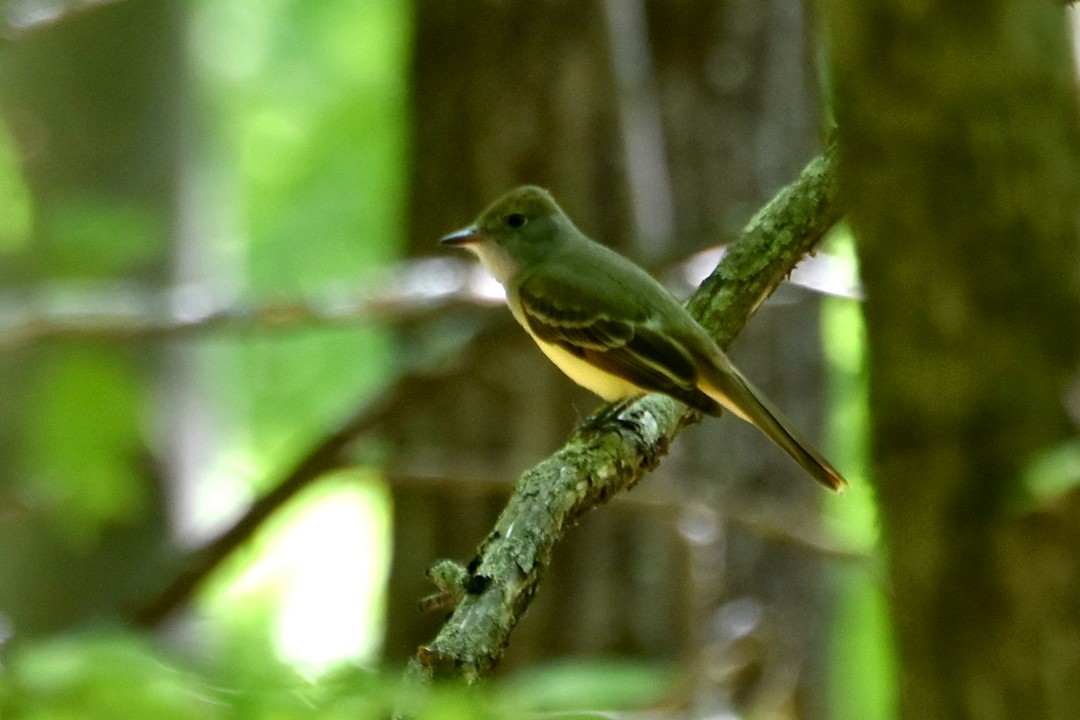 Great Crested Flycatcher - ML341332891