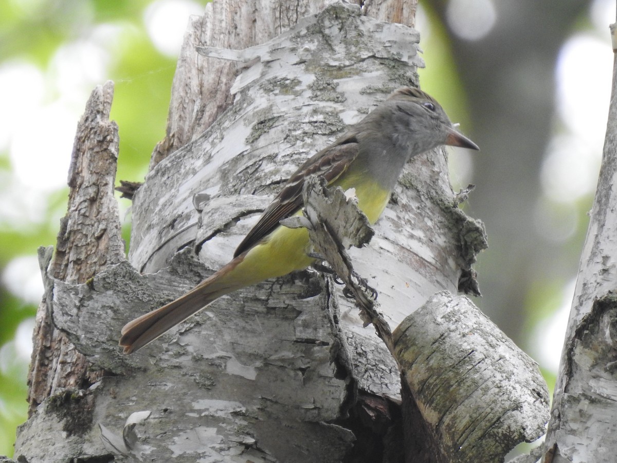 Great Crested Flycatcher - ML341335731
