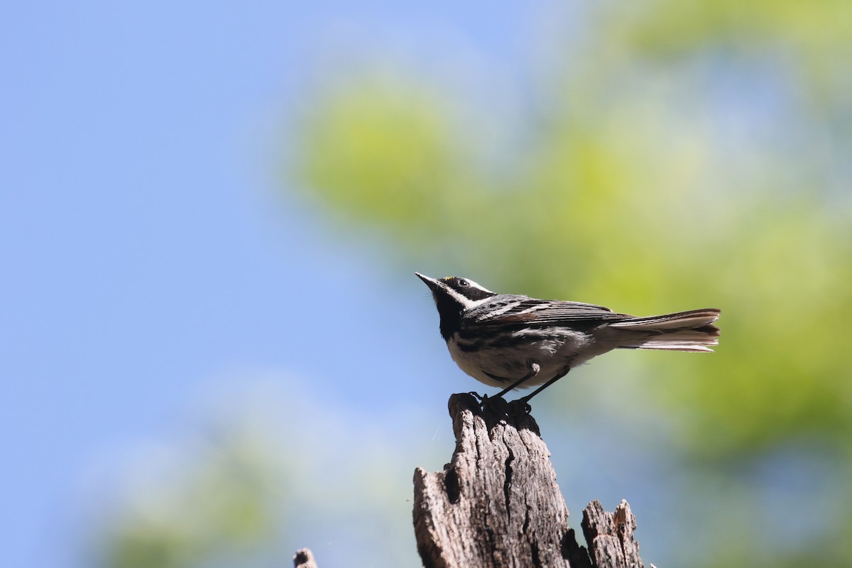 Black-throated Gray Warbler - ML341344361