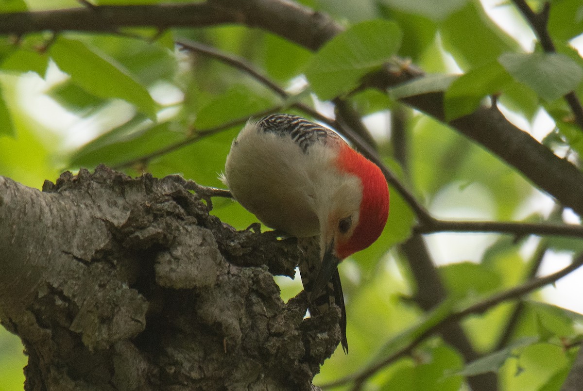 Red-bellied Woodpecker - Judd Nathan