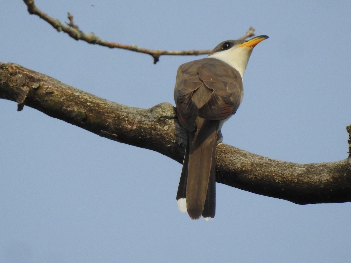 Yellow-billed Cuckoo - ML341347371