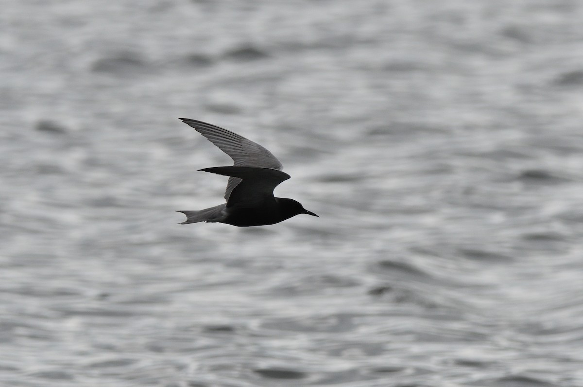 Black Tern - Matthew Garvin