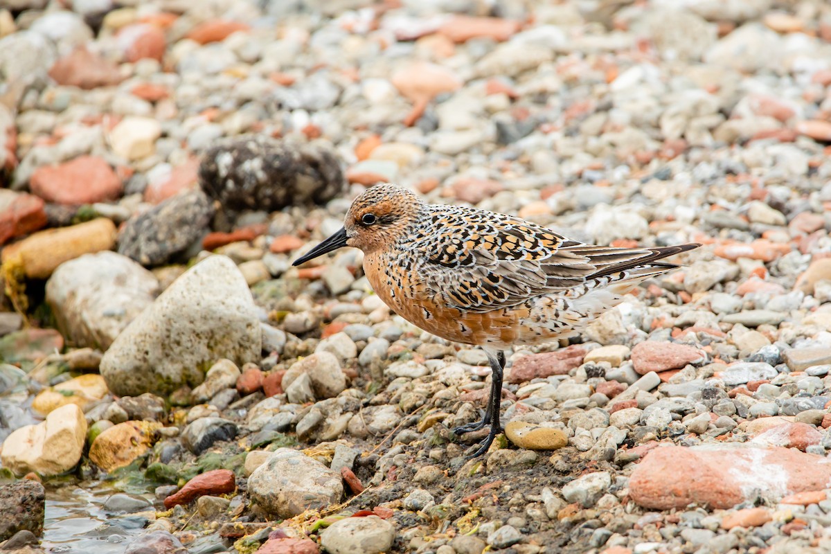 Red Knot - Maxwell Giffen