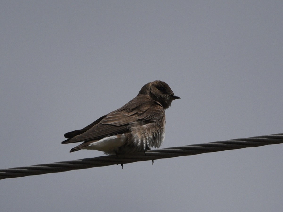 Northern Rough-winged Swallow - ML341358161