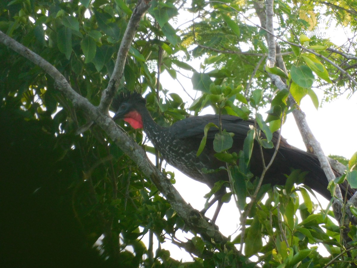 Crested Guan - ML341358231