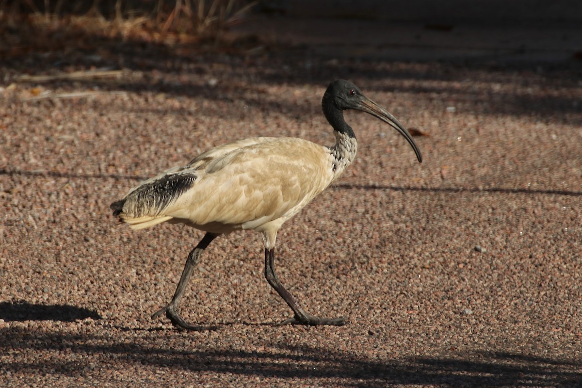 ibis australský - ML341361171