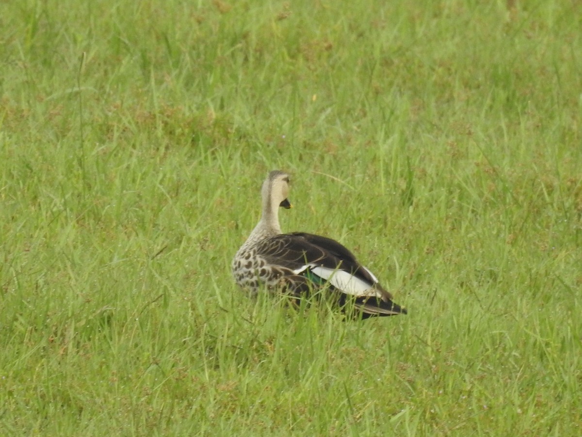Indian Spot-billed Duck - ML341366191