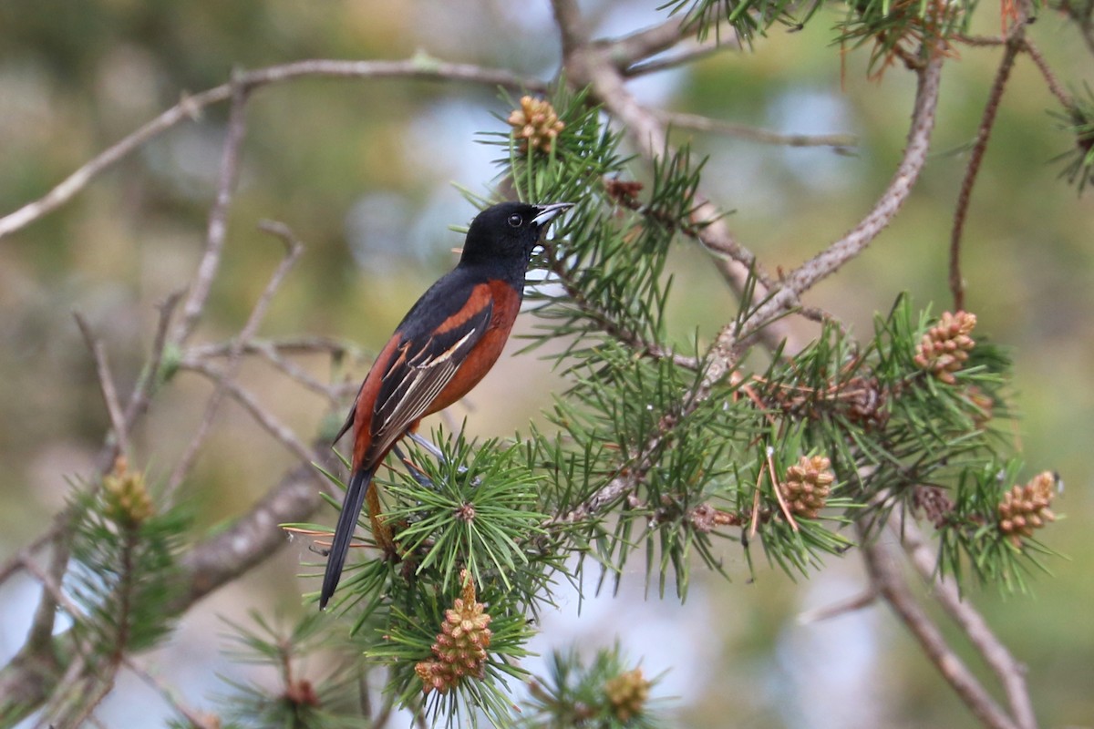 Orchard Oriole - ML341368921