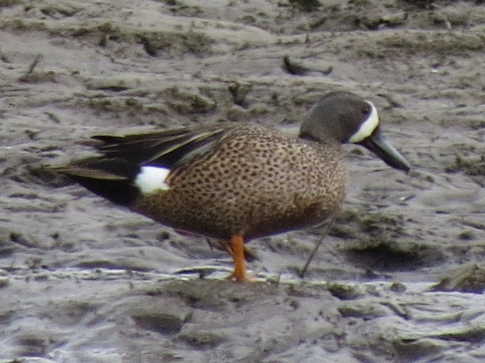 Blue-winged Teal - ML34137171