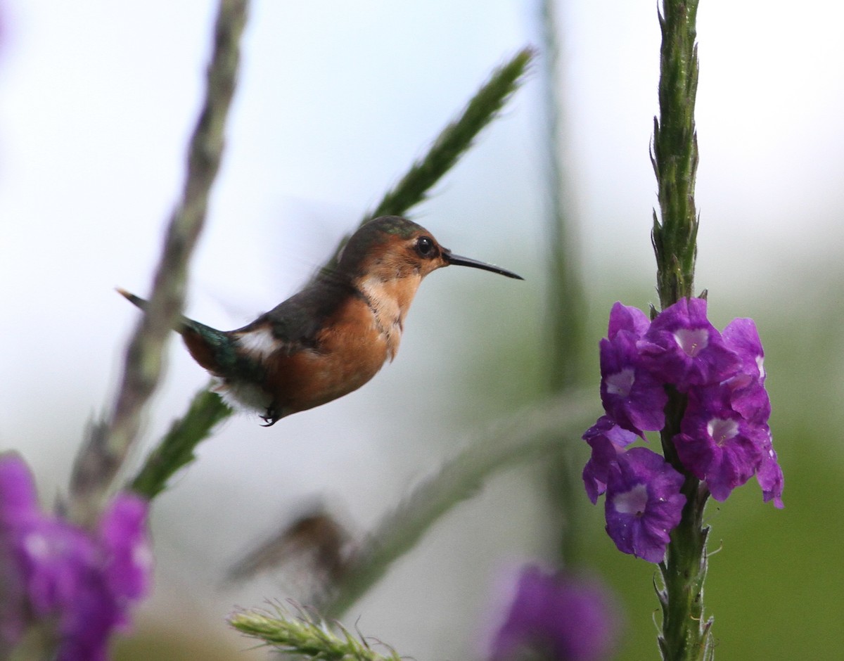 Sparkling-tailed Hummingbird - ML34137321