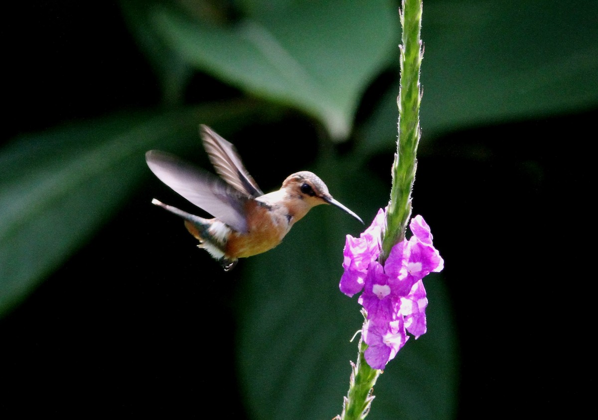 Sparkling-tailed Hummingbird - ML34137351